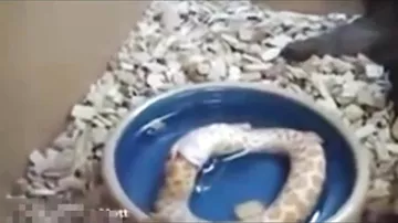Змея пожирает сама себя