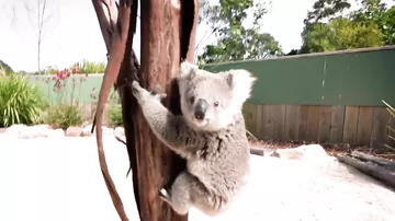 Самая любвеобильная коала на свете