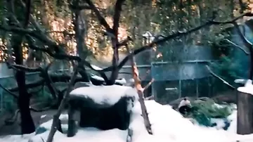 Снежный день для панды