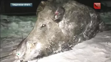 В Челябинске охотник застрелил лесное чудовище-мутанта