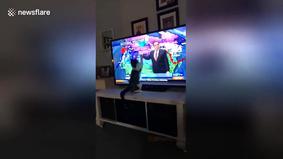 Кошка попыталась напасть на телеведущего, озвучившего плохой прогноз погоды
