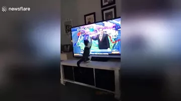 Кошка попыталась напасть на телеведущего, озвучившего плохой прогноз погоды
