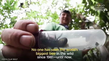 Dünyanın ən böyük arısı aşkarlandı