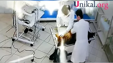 Həkim itin 42 dişini təmizlədi