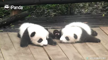 Дружелюбная панда так и не смогла пообщаться с сонной родственницей