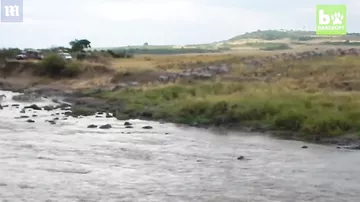 40 timsah zebranı parçaladılar