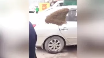 Пчёлы в Китае захватили автомобиль