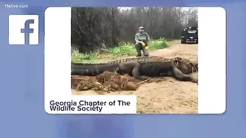 Интернет-пользователи не впечатлились размерами, пойманного гигантского крокодила