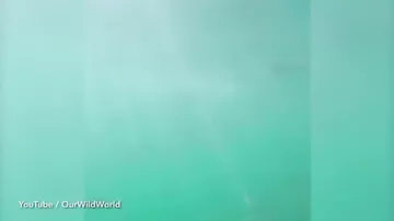 Видео неожиданного нападения большой белой акулы на дайвера