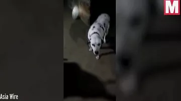 Собака ценой своей жизни спасла семью от кобры
