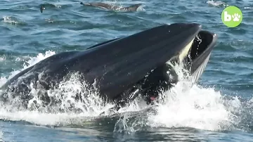 Фотограф чудом выжил после попадания в пасть кита