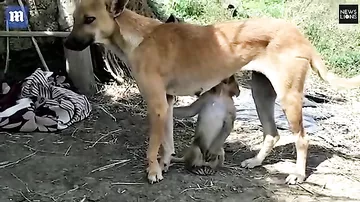 Одноглазая собака удочерила осиротевшую обезьяну