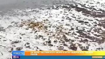 Тысячи раков выбросило на берег Каспийского моря