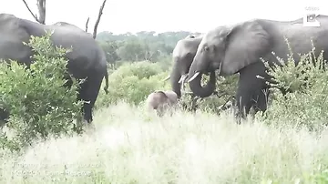 В ЮАР сняли на камеру необычного розового слоненка