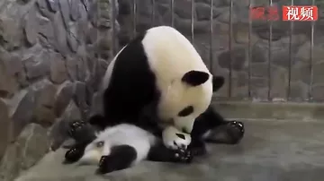 Мать-панда с легкостью променяла детеныша на яблоко