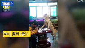 Китаец обучил собаку присматривать за дочерью, когда она делает уроки