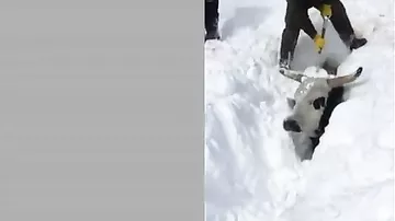 После метели фермерам пришлось откапывать из-под снега коров