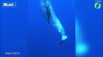 8-метровый кит грациозно станцевал перед дайвером
