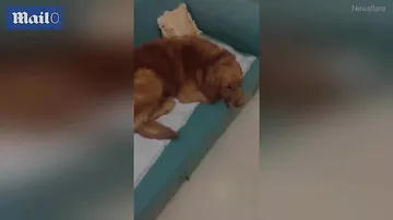 İtmiş pişik balasını görün, harada tapdı