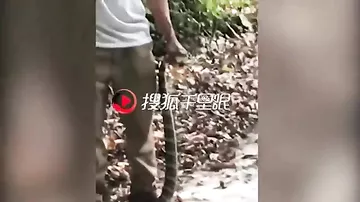 Китаец позировал со змеей ради фото и умер от ее укуса