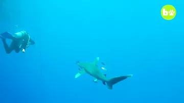 Нападение агрессивной акулы на аквалангиста попало на камеры