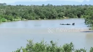Слоны бросились на помощь слоненку в кишащую крокодилами реку