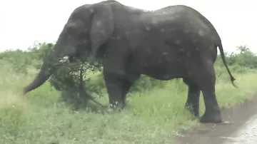 Туристы, подъехавшие слишком близко к слону, рассердили его