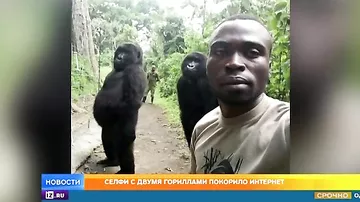 Селфи с двумя гориллами покорило интернет