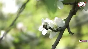 Aprel ayı arıçılıqda ən intensiv iş aparılan dövrdür
