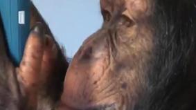 Смотрит ленту и лайкает фото других обезьян: в США шимпанзе научили пользоваться Instagram
