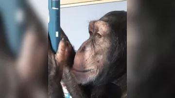 Смотрит ленту и лайкает фото других обезьян: в США шимпанзе научили пользоваться Instagram