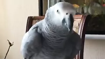 Разговорчивый попугай пытается стащить гаджет своей хозяйки