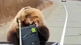 Медведь на Камчатке похитил еду у людей прямо у них на глазах