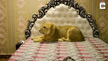 Пакистанец завёл льва в качестве домашнего кота