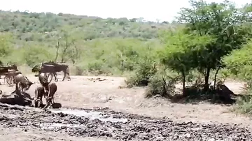 Леопард устроил засаду на стадо антилоп возле водопоя