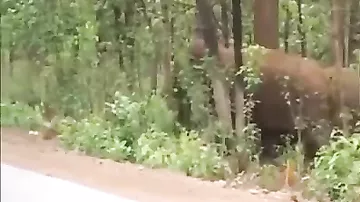 Hindistanda fil sürüsü balanı belə dəfn etdi