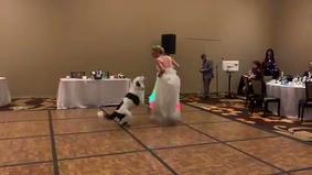 Невеста пригласила на свадьбу своего пса и исполнила с ним танец