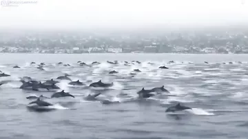 Kaliforniyada delfin sürüsü şousu