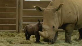 Белый носорог родился в зоопарке Сан-Диего