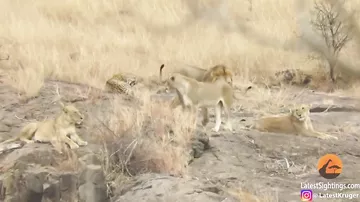 Леопард перехитрил львов и сбежал от них в африканском заповеднике