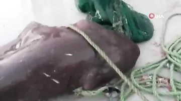 Турецкие рыбаки выловили пятиметровую акулу весом около тонны