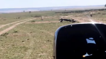 Yırtıcı quşlar bala ceyranı anasının gözü qarşısında belə parçaladılar