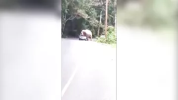 Fil avtomobilin üstünə uzandı