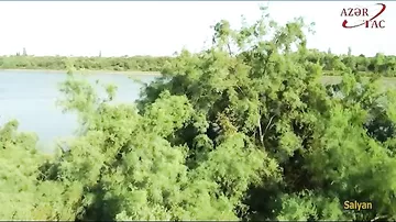 Quraqlığa və şoranlığa davamlı yulğun kolu REPORTAJ