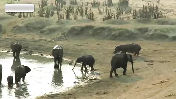 Fil turistlərin gözü qarşısında ərazisinə gələn begemota dərs verdi