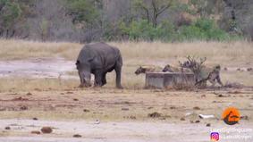 Кровожадные гиены напали на носорога и лишили его хвоста в Африке