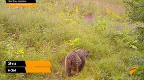 Животные Гёйгёльского национального парка попались на камеру-ловушку