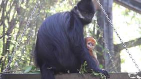 В австралийском Сиднее родилась редкая оранжевая обезьяна