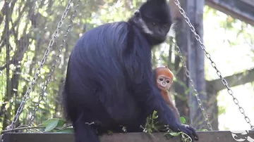 В австралийском Сиднее родилась редкая оранжевая обезьяна
