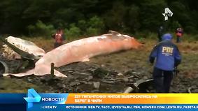 Сотни мертвых китов у берегов Чили